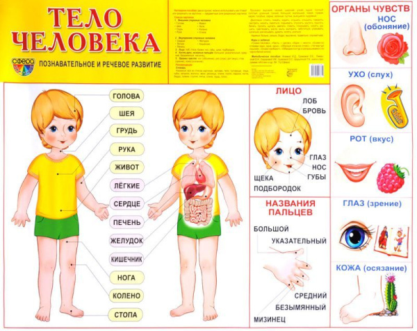 Демонстрационный плакат СУПЕР А2 Тело человека