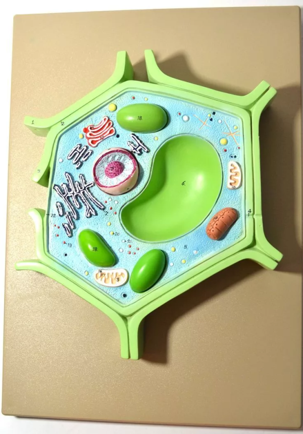 Модель "Клетка растения"